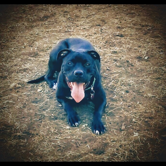 Meet your Posher, Amelia - Picture 3 of 7